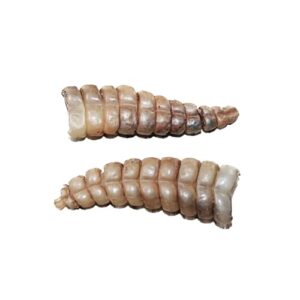 2 Very Large Rattlesnake Rattles B0FP1GXT7V