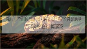 ball python morphs that stay small ball python morphs that stay small