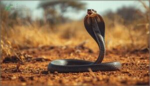 black mamba black mamba