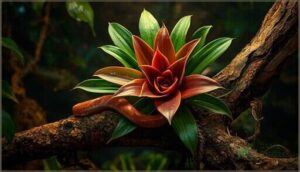 bromeliads bromeliads