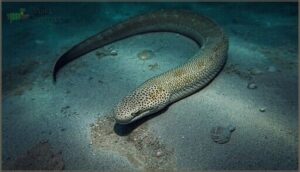 coloration and camouflage coloration and camouflage