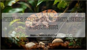 dwarf boa species care information dwarf boa species care information