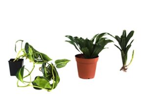 Josh's Frogs White's Tree Frog B0BGQM1C6R