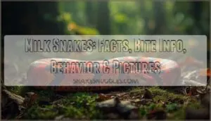 milk snakes facts bite information and pictures milk snakes facts bite information and pictures