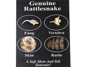 One Fang/Bone/Skin/Rattle Rattlesnake Pack (AR 598 50PK) B07ND32W7X