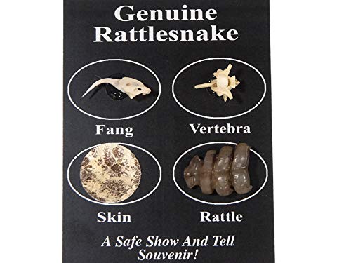 Rattlesnake Rattle Formation: Growth, Sound & Science