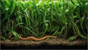 spider plants spider plants