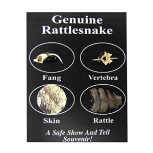 Treasure Gurus Genuine Rattlesnake Taxidermy B08244TL1Z