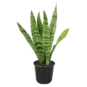 Altman Plants Live Snake Plant B0D8RLZ51V