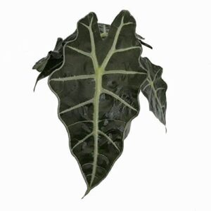 Amazon Black Shield Plant B07BZZCSVM