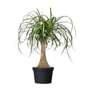 American Plant Exchange Live Ponytail B07M93DP11
