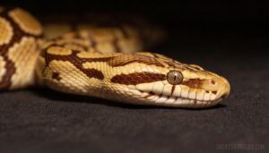 ball python head wobble explained ball python head wobble explained