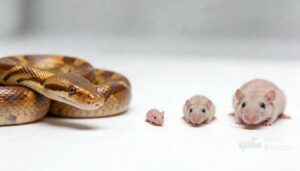 choose the right prey size choose the right prey size