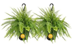 Costa Farms Ferns (2 Pack), B07DDC47FL