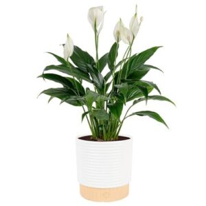 Costa Farms Peace Lily Live B082PM9MHD