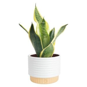 Costa Farms Snake Plant, Sansevieria B08P3W5LVY