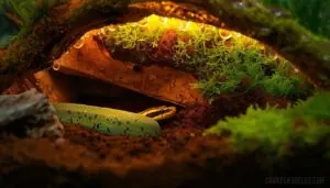 creating a warm, damp microclimate creating a warm, damp microclimate