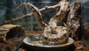 excessive soaking, rubbing, and restlessness excessive soaking, rubbing, and restlessness