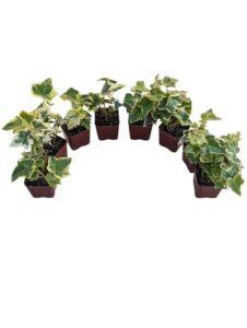 Gold Child English Ivy Plants, B0DJTYKLMF