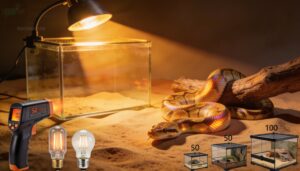 how many watts should a snake heat lamp be how many watts should a snake heat lamp be