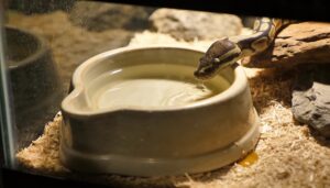 how to keep the bowl safe how to keep the bowl safe