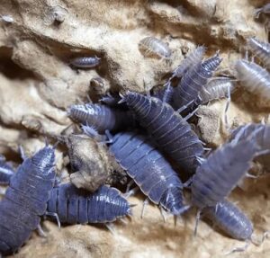 Live 10ct Powder Blue Isopods B0CYXP5KYF