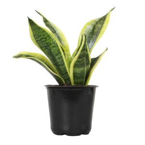 Live Snake Plant, Sansevieria trifasciata B08P3V2BNX