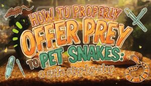 proper way to offer prey to pet snakes proper way to offer prey to pet snakes