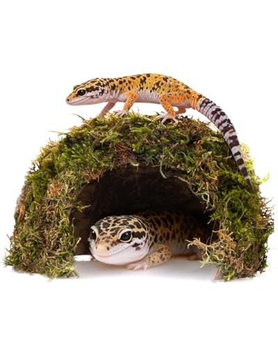 Reptile Hides and Caves –