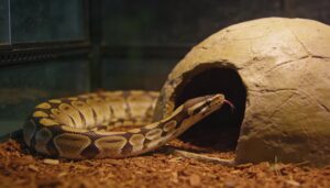 signs a hide is too big signs a hide is too big