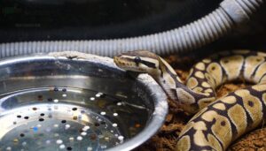 specks floating in the water bowl specks floating in the water bowl