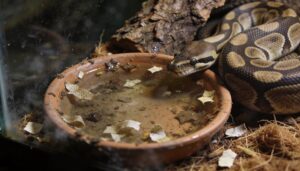 the bowl gets dirty fast the bowl gets dirty fast