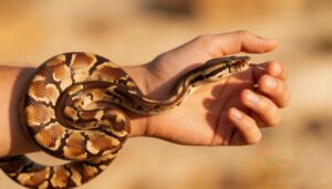 tongue flicks, coiling, and body tension tongue flicks, coiling, and body tension