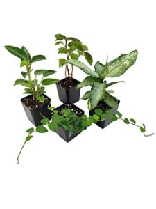 18x18x24 Day Gecko Vivarium Plant B01M0GBUDM