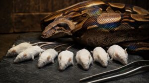 advanced boa feeding management advanced boa feeding management