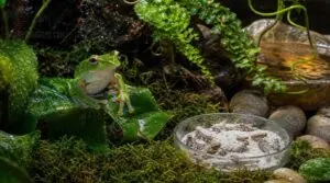amphibian supplement considerations amphibian supplement considerations