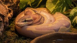 are scaleless snakes hard to care for are scaleless snakes hard to care for