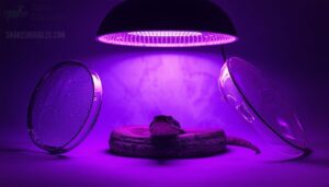 avoid glass or plastic between bulb and snake avoid glass or plastic between bulb and snake