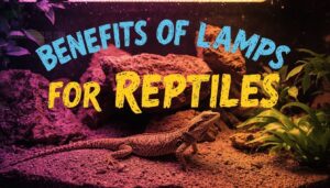 benefits of uv lamps for reptiles benefits of uv lamps for reptiles