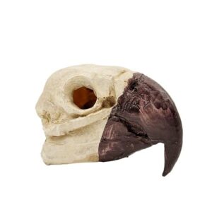 Bird Skull for Reptile Terrariums B0GPJ7MC2T