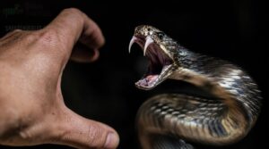 bites can happen very quickly bites can happen very quickly