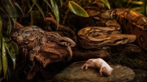 boa feeding schedule by age boa feeding schedule by age