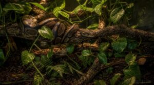 branches, cork, plants, and clutter branches, cork, plants, and clutter