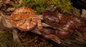 breed corn snakes at three years breed corn snakes at three years