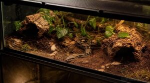 breeding enclosure setup breeding enclosure setup