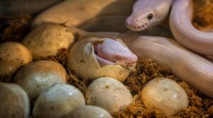 breeding outcome chances breeding outcome chances