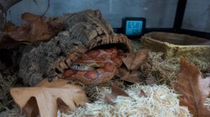 brumation and seasonal conditioning brumation and seasonal conditioning