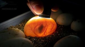 candling fertile eggs candling fertile eggs