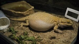 causes of reptile gut issues causes of reptile gut issues