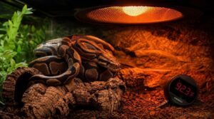 choose safe snake heat sources choose safe snake heat sources